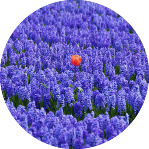 Bilan de compétences pour femme hypersensible et HPI : la tulipe parmi la lavande illustre la singularité. Accompagnement sur-mesure pour profils atypiques en quête de sens, en visio et à Aix-en-Provence