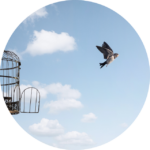 Oiseau quittant sa cage symbolique de la confiance en soi retrouvé avec Caroline Henry